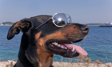 güneş gözlüğü ile serin köpek