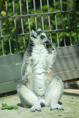 Halka Kuyruklu Lemur