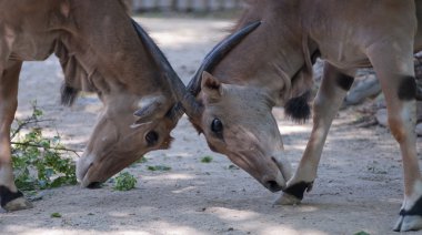 Eland antilop mücadele