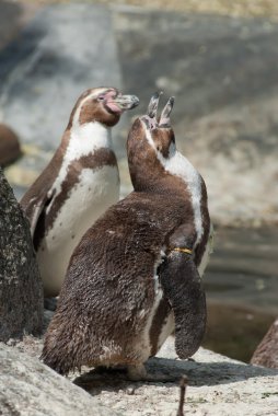 humboldt pengueni
