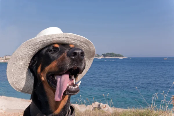 Güzel köpek ile güneşin tadını şapka — Stok fotoğraf