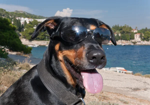 Güneş gözlüğü ile serin köpek — Stok fotoğraf