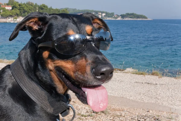 Güneş gözlüğü ile serin köpek — Stok fotoğraf