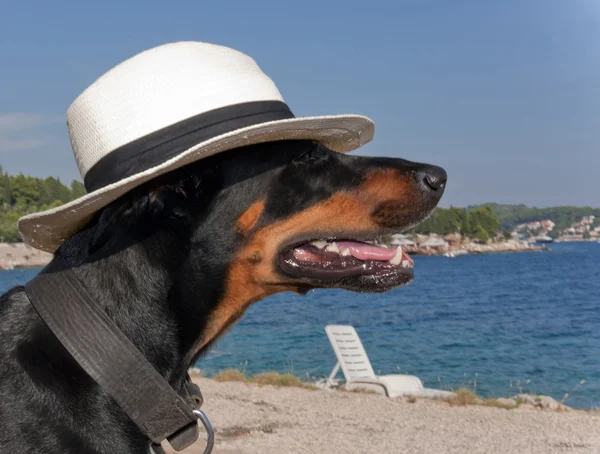 Skvělý pes s kloboukem — Stock fotografie