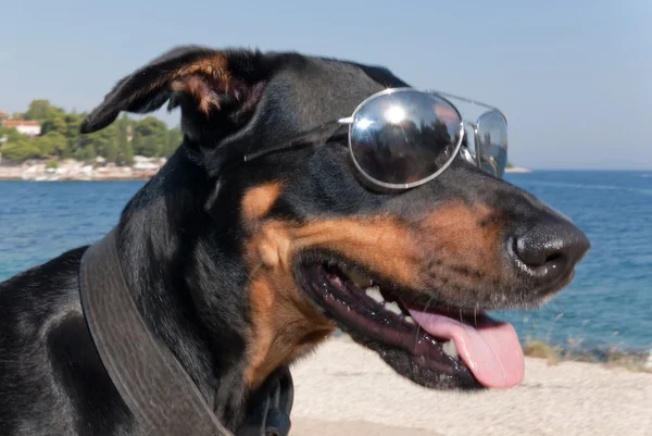 Fajny pies z okulary — Zdjęcie stockowe