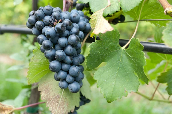 Uvas azules — Foto de Stock