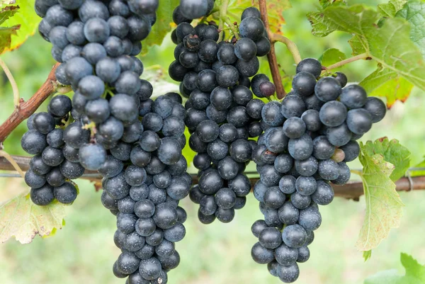 Winogrona granatowe — Zdjęcie stockowe