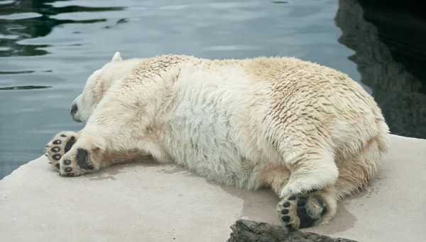 Oso polar — Foto de Stock