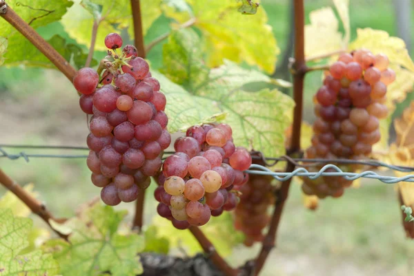 Красный виноград — стоковое фото