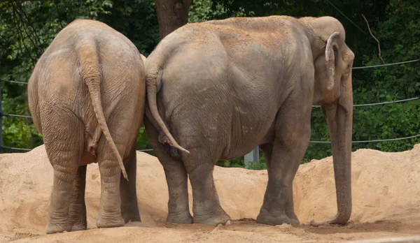 Elefantes que tomam banho — Fotografia de Stock