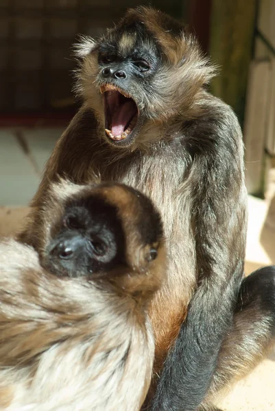Macaco-aranha — Fotografia de Stock