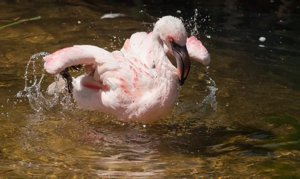 Banyo flamingo — Stok fotoğraf