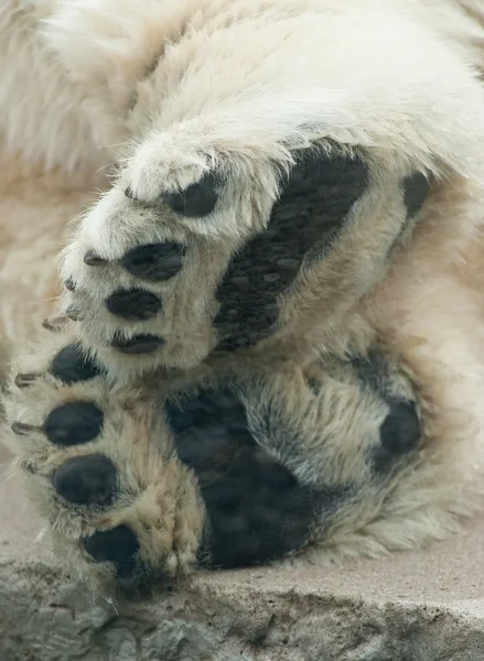 Um urso polar patas Imagem De Stock