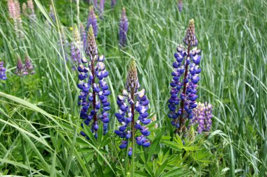 Lupinus