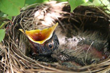 Bebek robins yuva