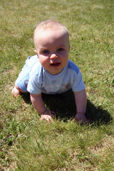 Cutie pequeno na grama — Fotografia de Stock