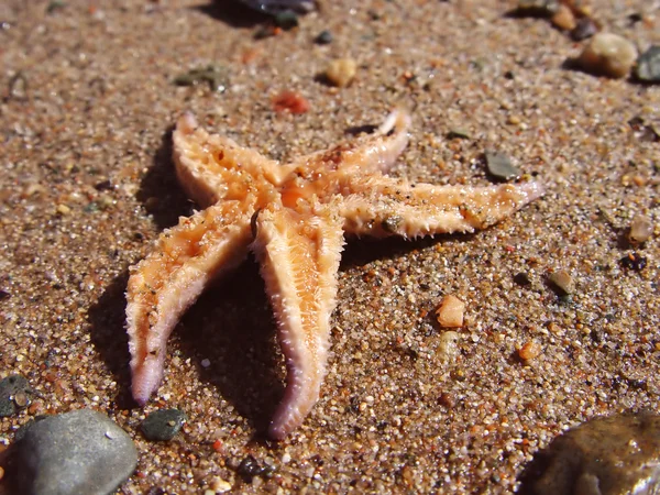 Peixe estrela na areia — Fotografia de Stock