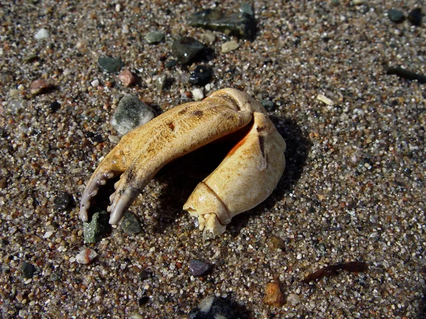 Crabs Leg on beach — Stock Photo, Image