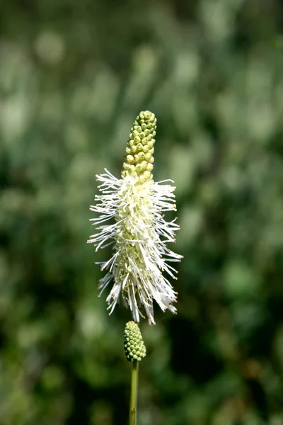 Closeup rostlin — Stock fotografie