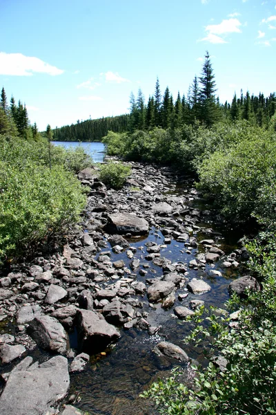 Labrador rzeki — Zdjęcie stockowe
