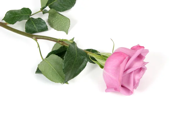Rosa rosa no branco Backgound — Fotografia de Stock