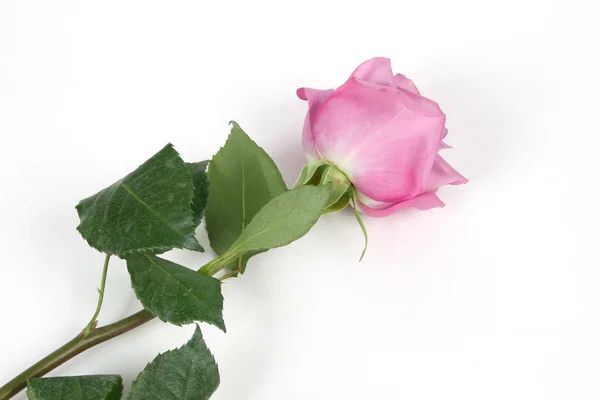 Rosa no fundo branco — Fotografia de Stock