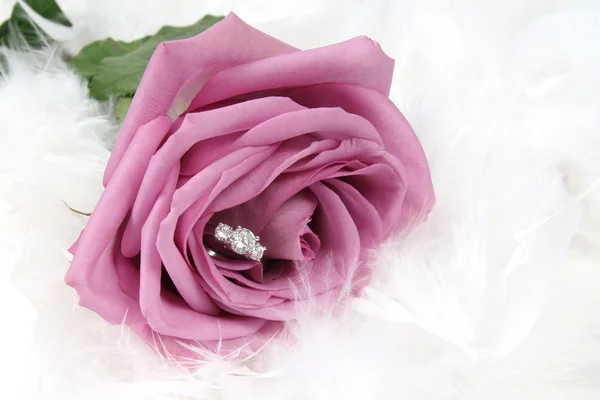 Δαχτυλίδι σε rose — Φωτογραφία Αρχείου