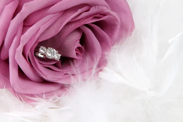 stock image Ring in Rose