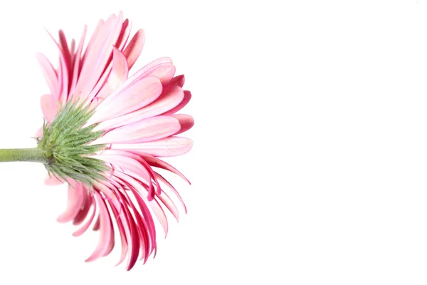 stock image Pink Gerbera Flower from the Back