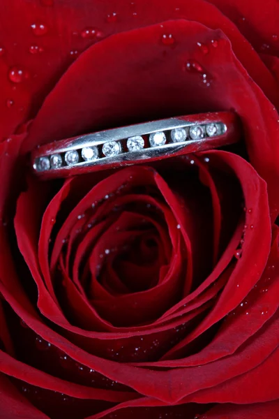 在玫瑰的结婚戒指，将你嫁给我? — 图库照片