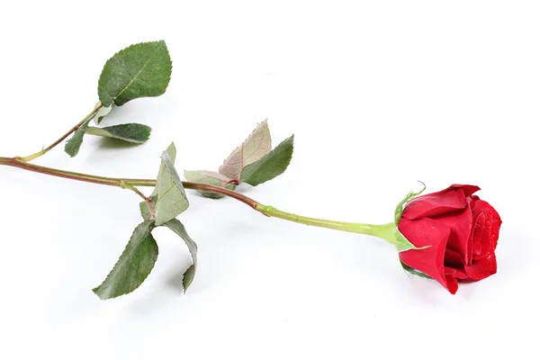 Trouwring in roos, zal je met me trouwen? — Stockfoto