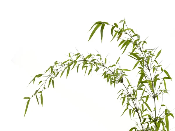 Foglie di bambù — Foto Stock