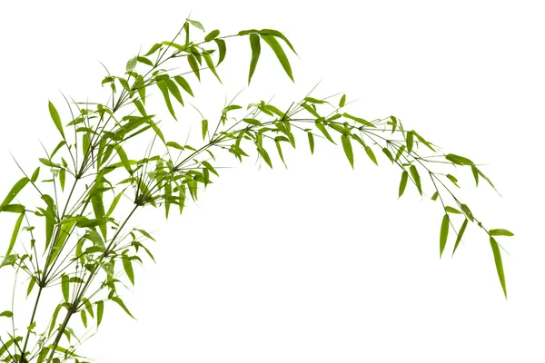 Бамбуковые листья — стоковое фото