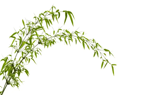 竹の葉 — ストック写真