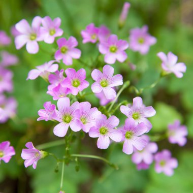 Pembe oxalis(Oxalis corymbosa)