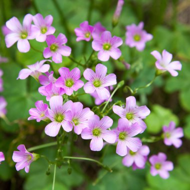 Pembe oxalis(Oxalis corymbosa)