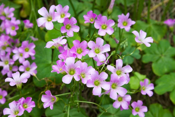 粉红色 oxalis(Oxalis corymbosa) — 图库照片