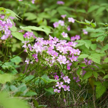 Pembe oxalis(Oxalis corymbosa) rüzgarda bulanık