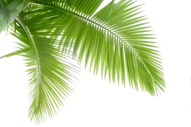 palmiye ağacı