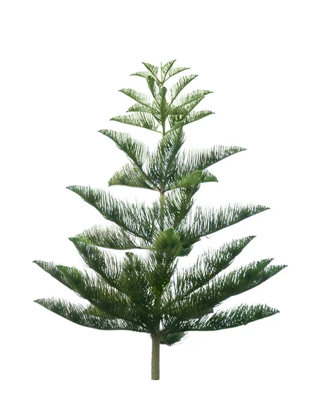 Christmas tree isolated on pure white background — Stock Photo, Image