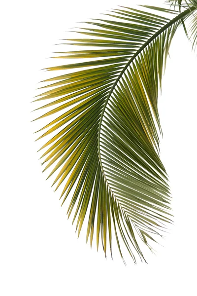 Blad av palm tree — Stockfoto
