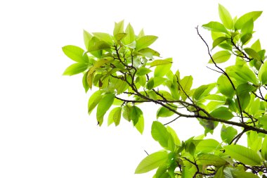 Leaves of mango tree in spring on white background clipart
