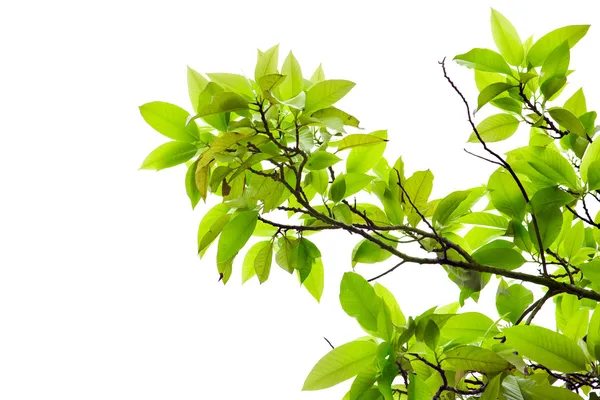 Bladeren van mangoboom in het voorjaar op witte achtergrond — Stockfoto