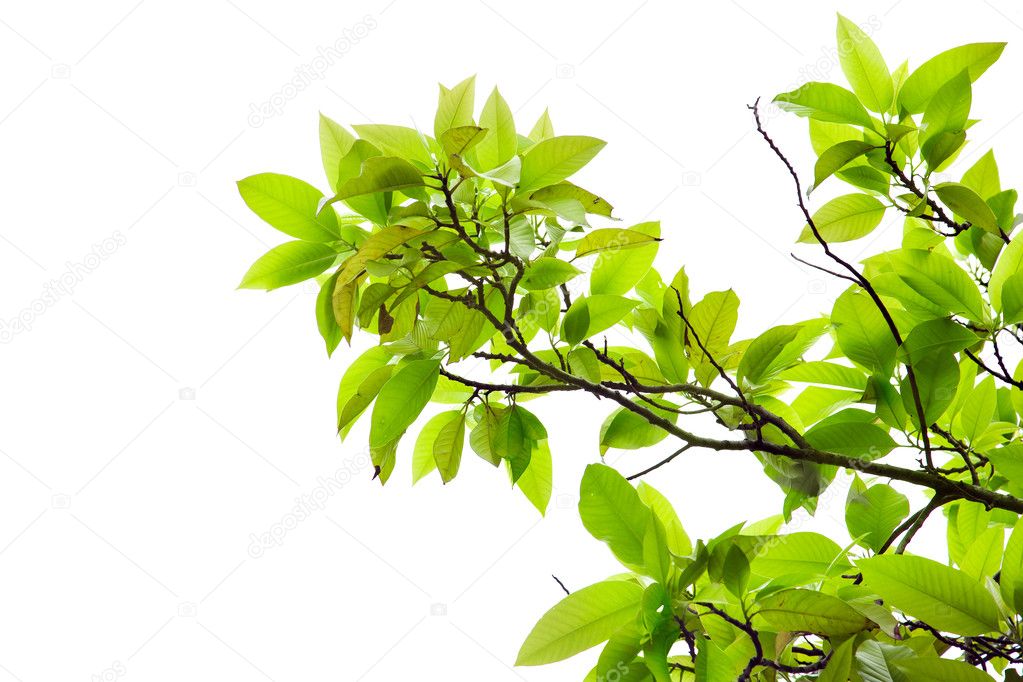 Leaves of mango tree in spring on white background