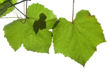 Grape leaves isolated on white clipart