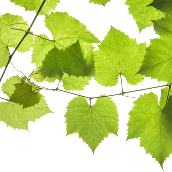Folhas de uva isoladas em branco — Fotografia de Stock