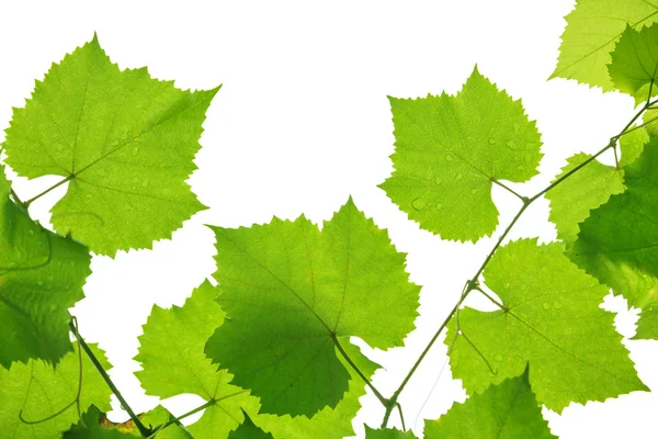 Виноградные листья на белом — стоковое фото