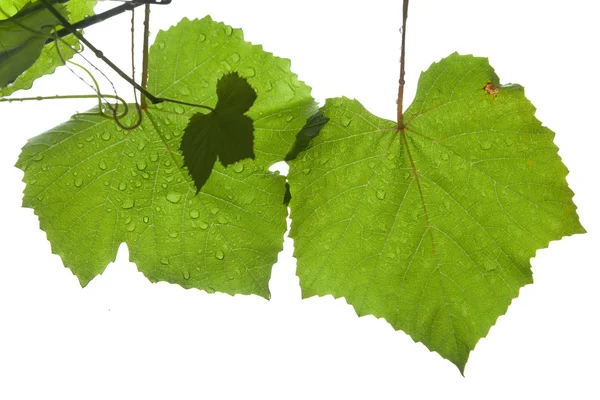 Hojas de uva aisladas en blanco — Foto de Stock