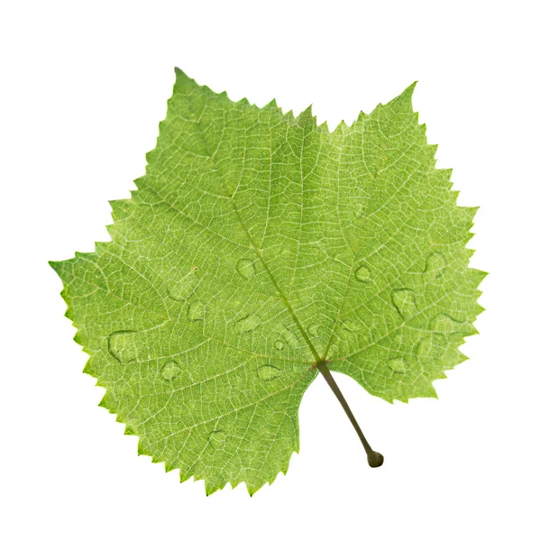 Виноградный лист, изолированный на белом — стоковое фото