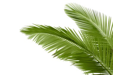 Leaves of palm tree clipart